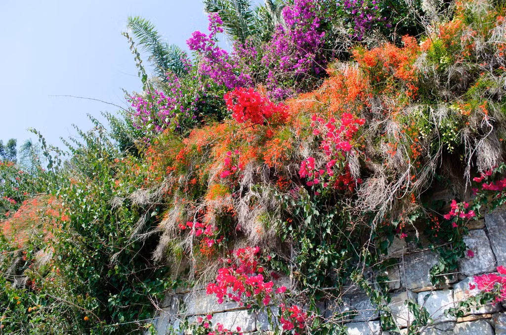  Hoa pháo có màu đỏ, màu trắng, màu cam nhạt, vàng nhạt nhưng mọi người biết và trồng nhiều hơn màu hoa đỏ. Chẳng phải màu đỏ càng giống băng pháo đỏ hay sao. 