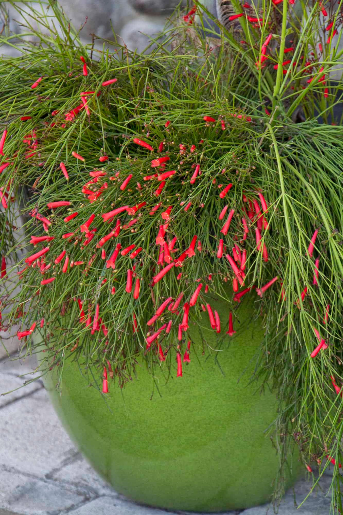 Với hệ thống rễ mạnh mẽ, cây cảnh liễu pháo giúp kiểm soát sự xói mòn đất đai và bờ sông. Rễ cây củng cố đất và hạn chế hiện tượng nứt nẻ và sạt lở đất, bảo vệ bờ sông và môi trường xung quanh. 