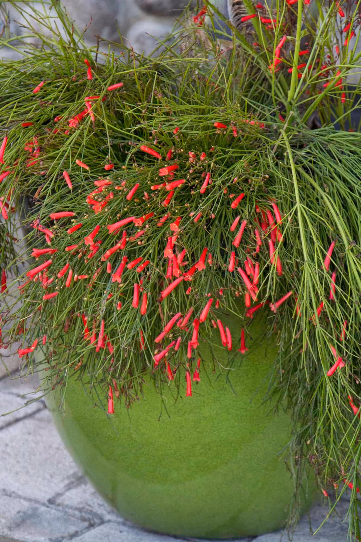 Với hệ thống rễ mạnh mẽ, cây cảnh liễu pháo giúp kiểm soát sự xói mòn đất đai và bờ sông. Rễ cây củng cố đất và hạn chế hiện tượng nứt nẻ và sạt lở đất, bảo vệ bờ sông và môi trường xung quanh. 