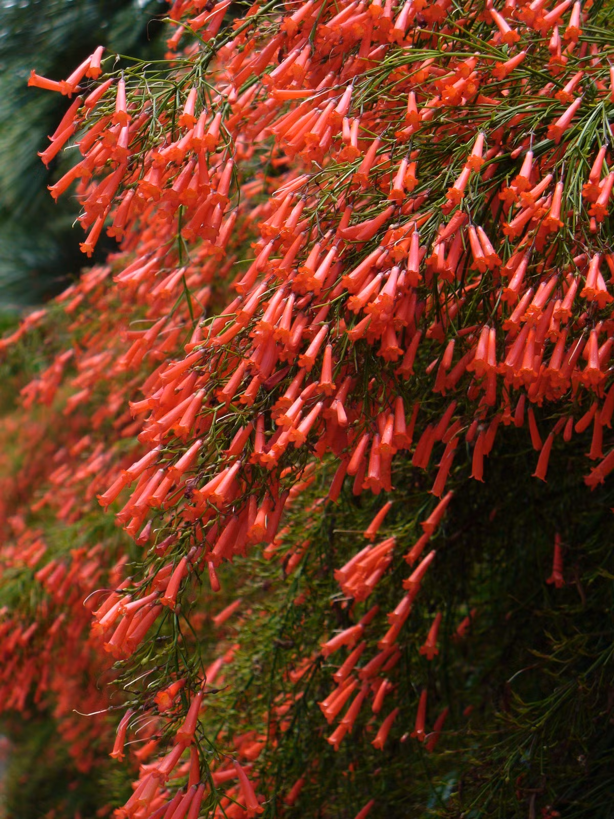 Những cành uốn cong tạo ra một hình dáng thể hiện sự linh hoạt và sự quyến rũ đặc trưng của cây cảnh. Lá cây màu xanh sáng, mỏng manh và hình dạng dài, thường có màu xanh sáng, làm nền cho những chùm hoa đỏ rực rỡ, tạo thành một cảnh quan rất sinh động, quyế rũ.