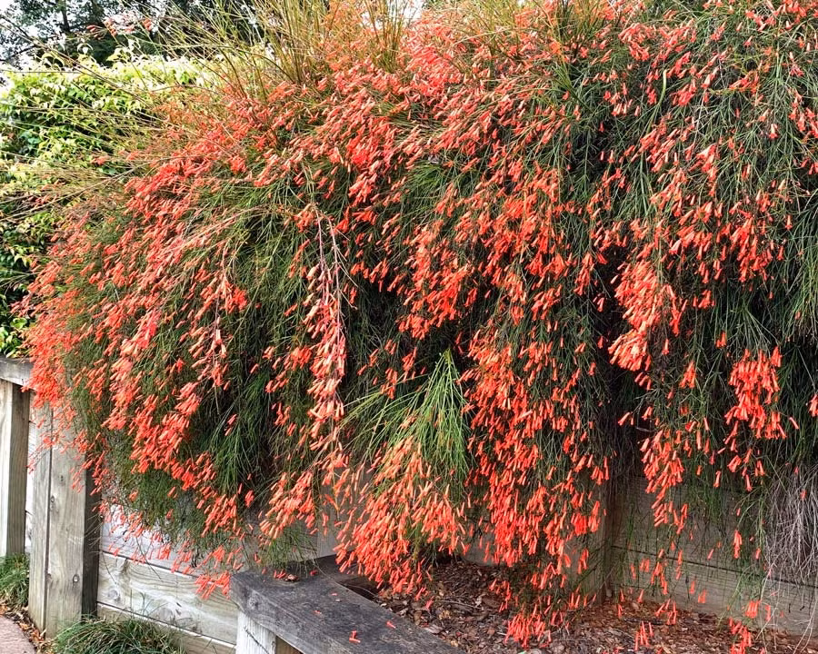 Lá xanh, hoa đỏ của cây cảnh liễu pháo tại nên một không gian tươi mát mà còn làm phong phú thêm cho giá trị cảnh quanh.