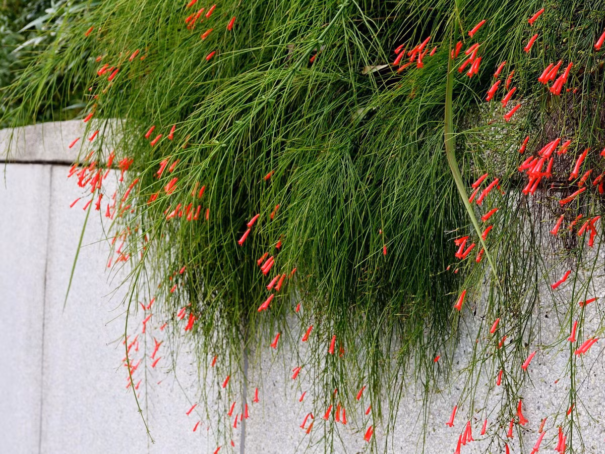  Cây liễu pháo cung cấp nơi trú ẩn, môi trường sinh sống và nguồn thức ăn cho các loài chim, bướm, ong và côn trùng. Điều này giúp duy trì cân bằng sinh thái và thúc đẩy sự đa dạng sinh học trong khu vực trồng cây.