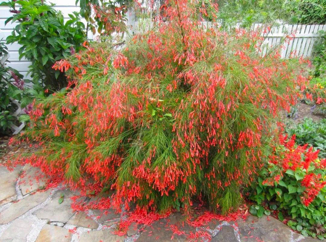 Trong nhiều nền văn hóa, cây cảnh hoa liễu pháo được coi là biểu tượng của sự mạnh mẽ, sự linh thiêng và sự hòa quyện giữa con người và thiên nhiên. 