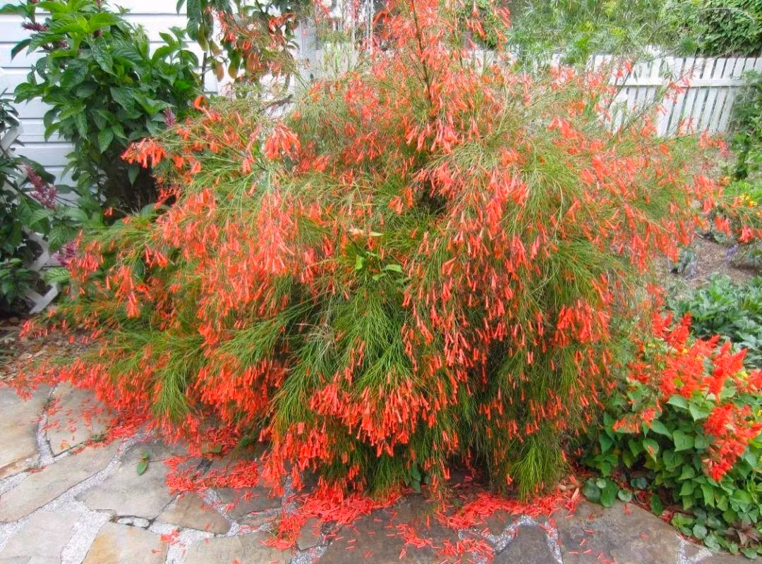 Trong nhiều nền văn hóa, cây cảnh hoa liễu pháo được coi là biểu tượng của sự mạnh mẽ, sự linh thiêng và sự hòa quyện giữa con người và thiên nhiên. 