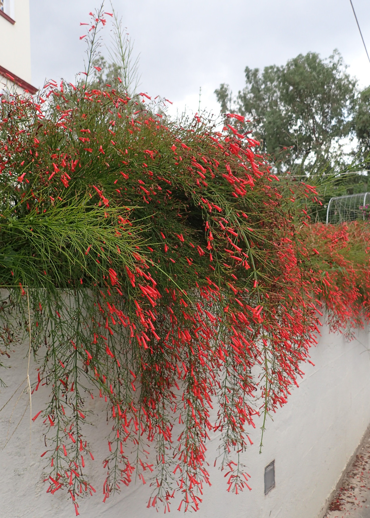 Hoa liễu pháo còn có thể trồng trong chậu trên ban công, trước hiên nhà,… Lá và cành của cây này còn có tác dụng trị họ và trị cảm cúm rất hiệu quả. 