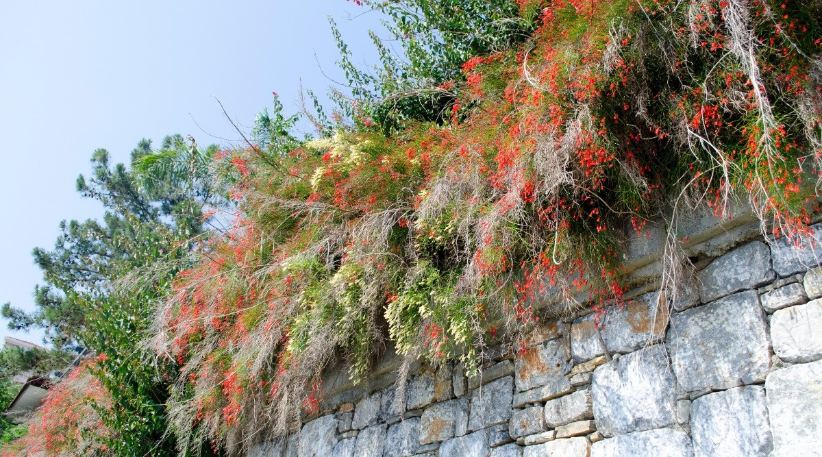 Tràng hoa hình ống, trên miệng ống có 5 thùy gần bằng nhau, vòi hình sợi với quả nang hình cầu. Hoa có chiều dài và kích cỡ cũng gần giống quả pháo tép, rất đẹp và quyến rũ. Ảnh minh họa pinterest 