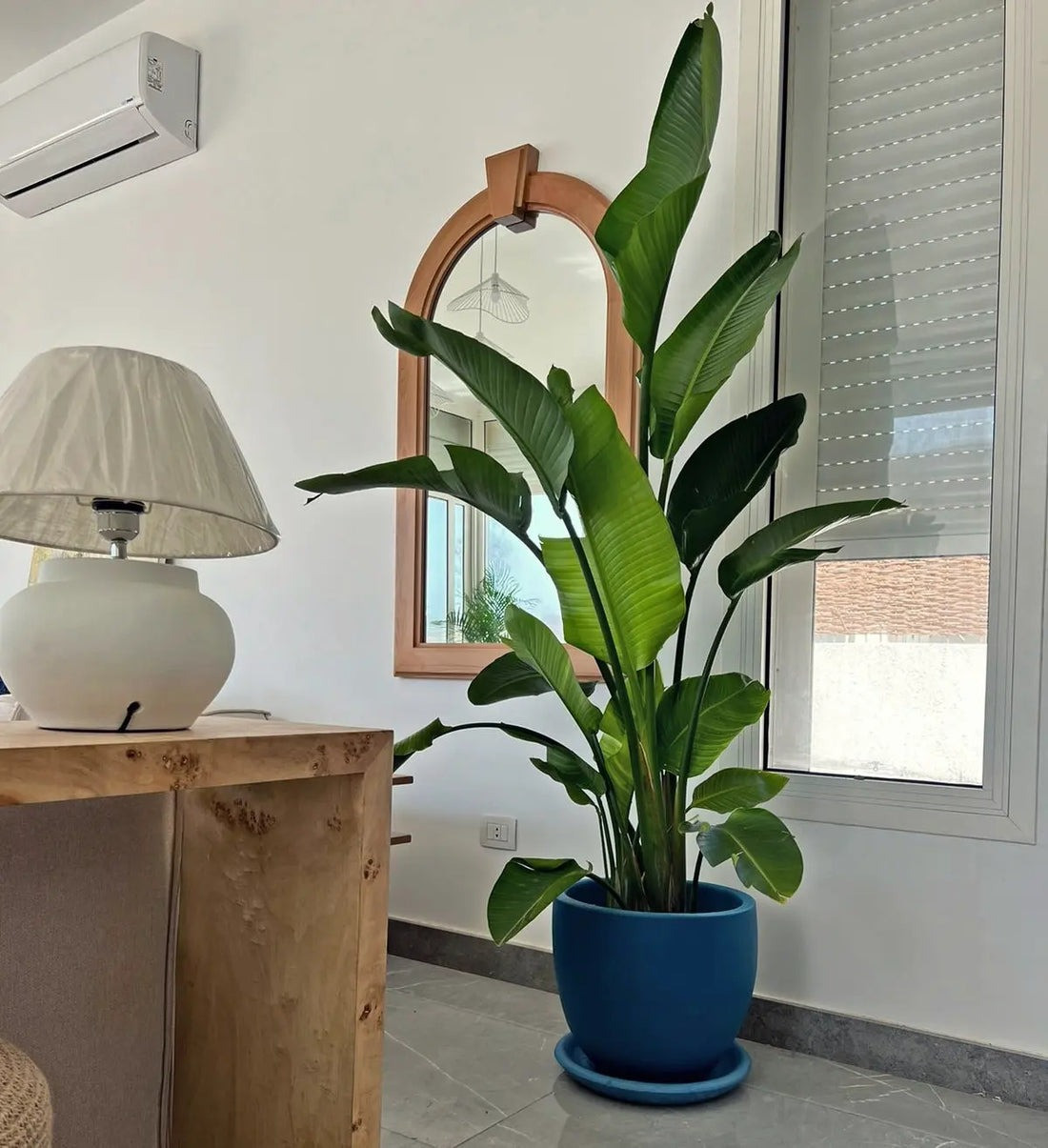  Trong vài năm gần đây, những cây cảnh có lá to được ưa chuộng trồng trong nhà. Những loại cây lá to xanh mướt này không chỉ mang ý nghĩa tốt lành, hút tài, chiêu lộc, gia đình thịnh vượng mà còn có hình dáng ấn tượng, xanh mướt qanh năm, lá dày và xanh bóng, thực sự cho bạn không gian gia đình tuyệt đẹp.