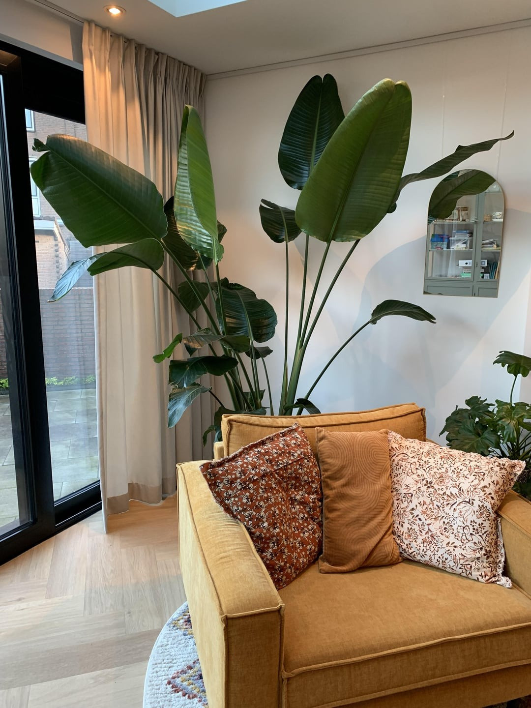 Hầu hết mọi người đều nuôi chim thiên đường trong những chiếc chậu nhỏ. Dù chúng có cao thêm nhưng cũng chỉ cao bằng một người trong phòng khách sẽ tăng thêm sức sống và khí chất cao quý cho phòng khách.