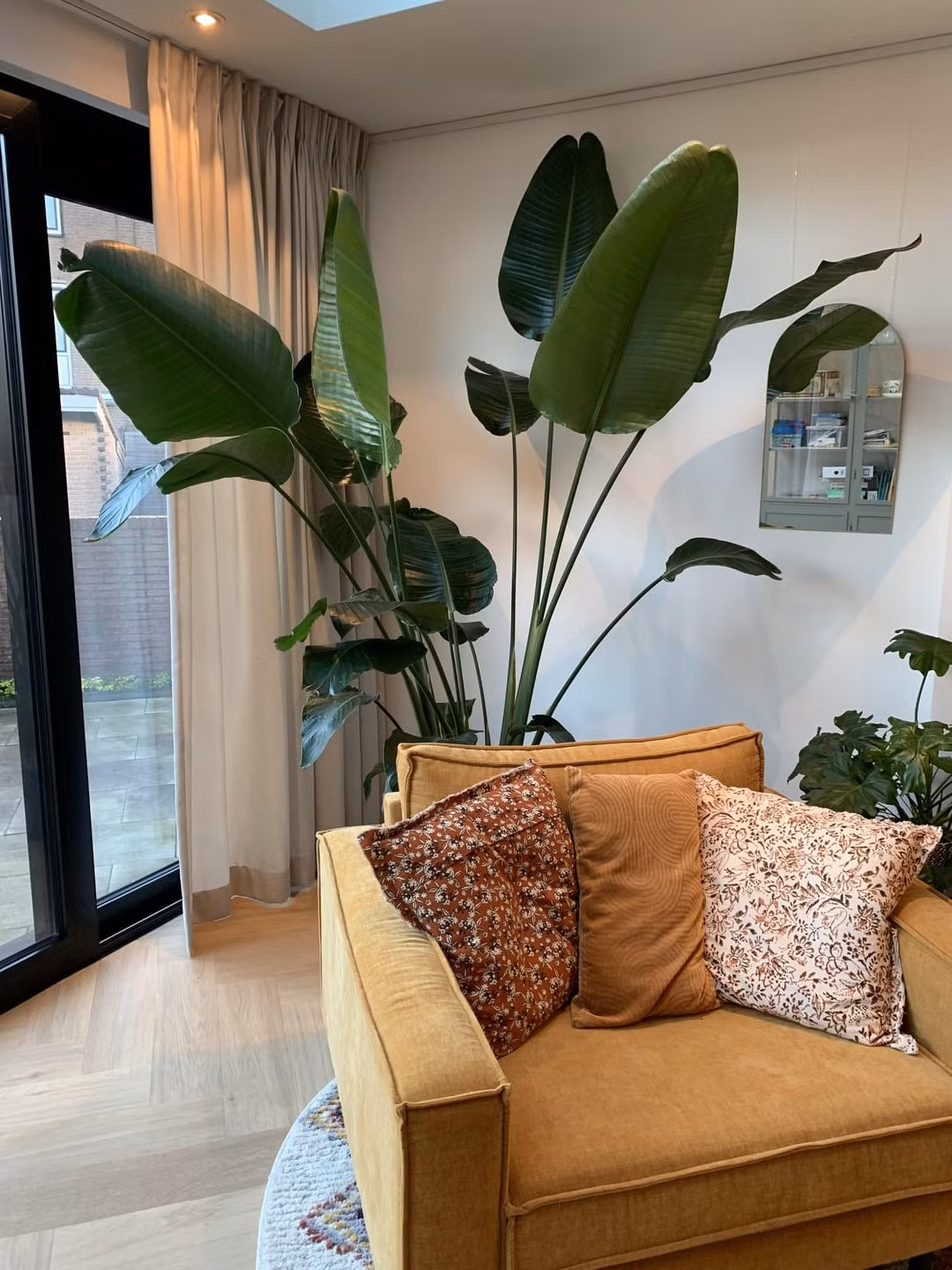 Hầu hết mọi người đều nuôi chim thiên đường trong những chiếc chậu nhỏ. Dù chúng có cao thêm nhưng cũng chỉ cao bằng một người trong phòng khách sẽ tăng thêm sức sống và khí chất cao quý cho phòng khách.