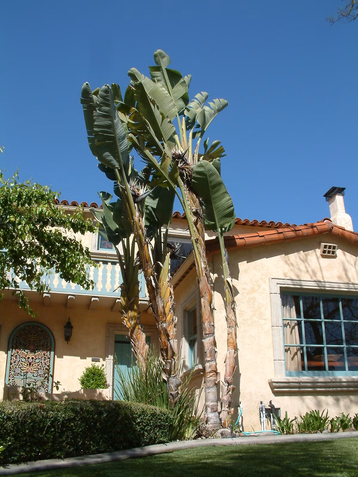 Cây thiên điểu nhỏ, thường cao tới 1 đến 2 mét và thường không quá hai mét, lá của nó sẽ mảnh mai hơn, nếu bạn trồng được cho cây cảnh này ra hoa, bạn có thể thấy hoa của nó có màu cam và xanh.