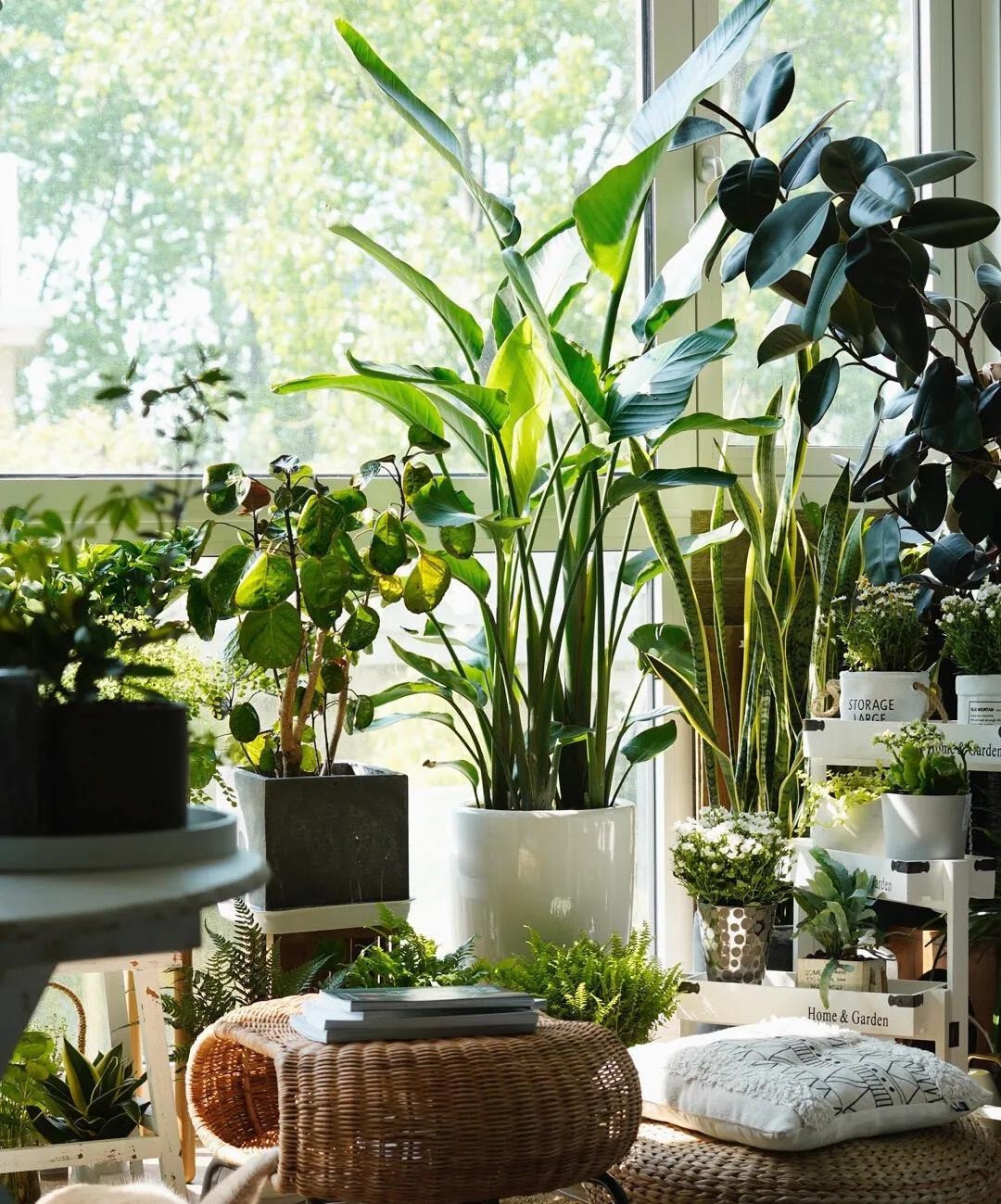 Nếu bạn trồng chúng ở sân, toàn bộ sân nhỏ của bạn sẽ có bóng mát, mùa hè sẽ mang lại cho người ta cảm giác mát mẻ. Ngoài ra, lá của chim thiên đường to, mập và tươi tốt, mang lại cảm giác tổng thể tươi mát và sang trọng, khiến người ta có cảm giác đặc biệt bắt mắt khi nhìn vào. 