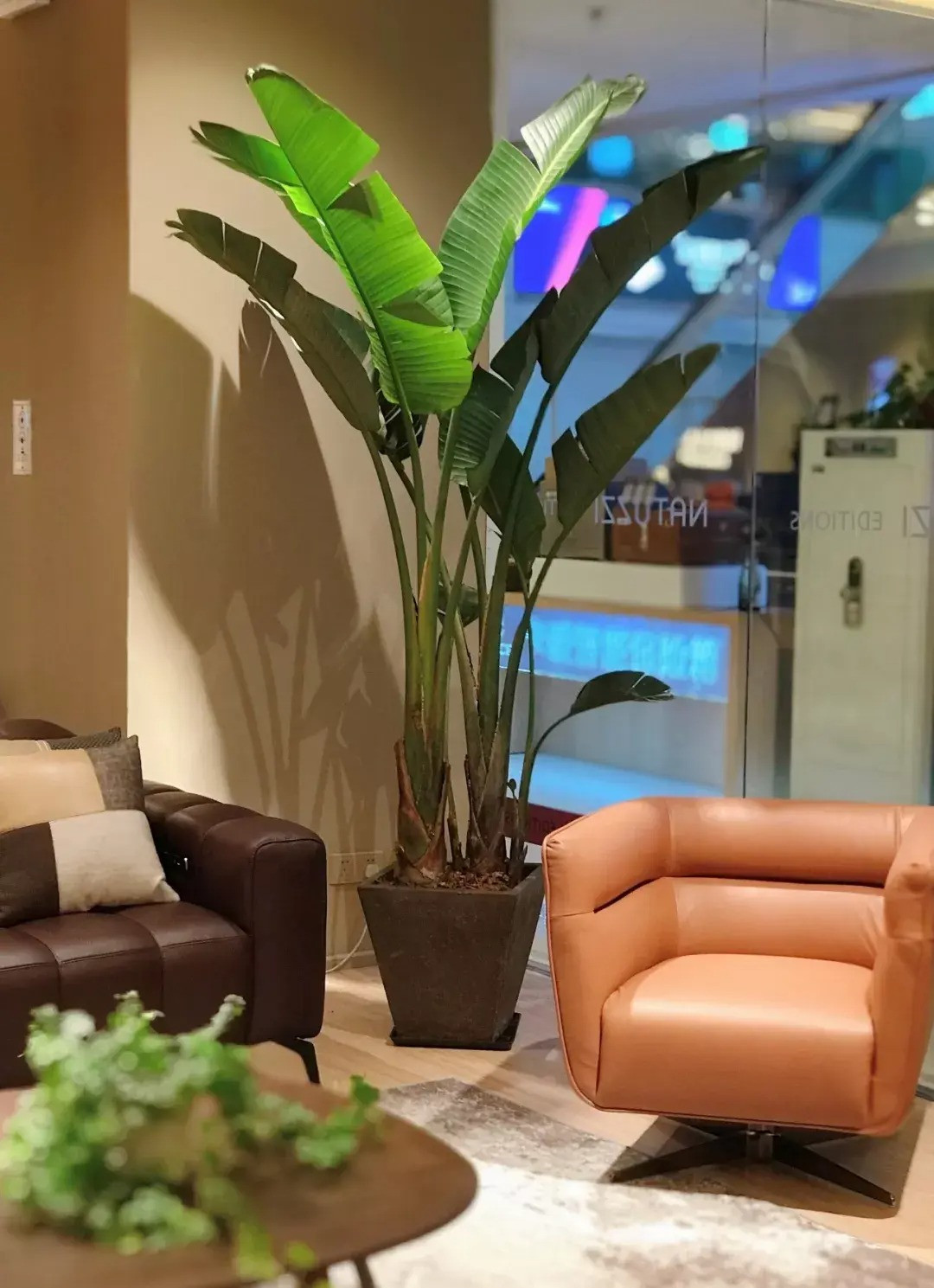 Cây cảnh này là cây cảnh lá. Nếu trồng làm cây trong nhà thì hiếm khi nở hoa vì cần điều kiện nắng ấm quanh năm mới ra hoa. Nếu trồng ngoài trời, bạn cũng có thể thấy những "con chim" cực lớn màu tím.