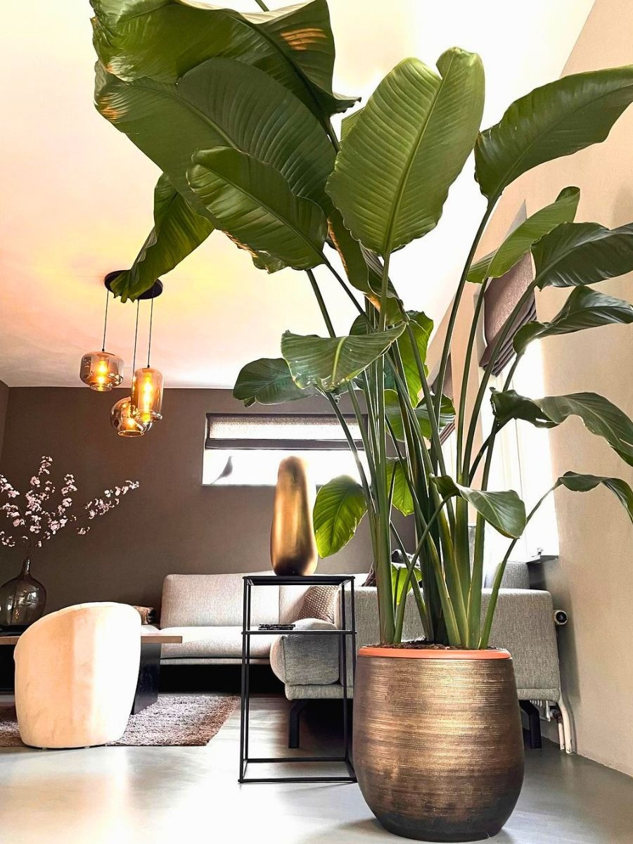 Còn cây thiên điểu lớn chủ yếu ngắm lá là cây Strelitzia nicolais hay còn gọi là Great Strelitzia reginae. Cây của nó đặc biệt cao, lá lớn như cánh phản. Nếu trồng ngoài trời, nó có thể cao tới 5-6m, còn trồng trong chậu ở trong nhà có thể cao đến 2-3m, chạm nóc trần nhà.