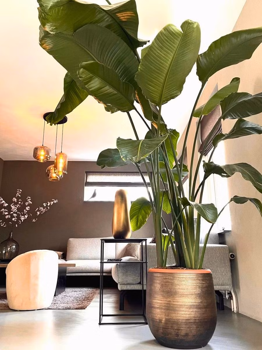 Còn cây thiên điểu lớn chủ yếu ngắm lá là cây Strelitzia nicolais hay còn gọi là Great Strelitzia reginae. Cây của nó đặc biệt cao, lá lớn như cánh phản. Nếu trồng ngoài trời, nó có thể cao tới 5-6m, còn trồng trong chậu ở trong nhà có thể cao đến 2-3m, chạm nóc trần nhà.