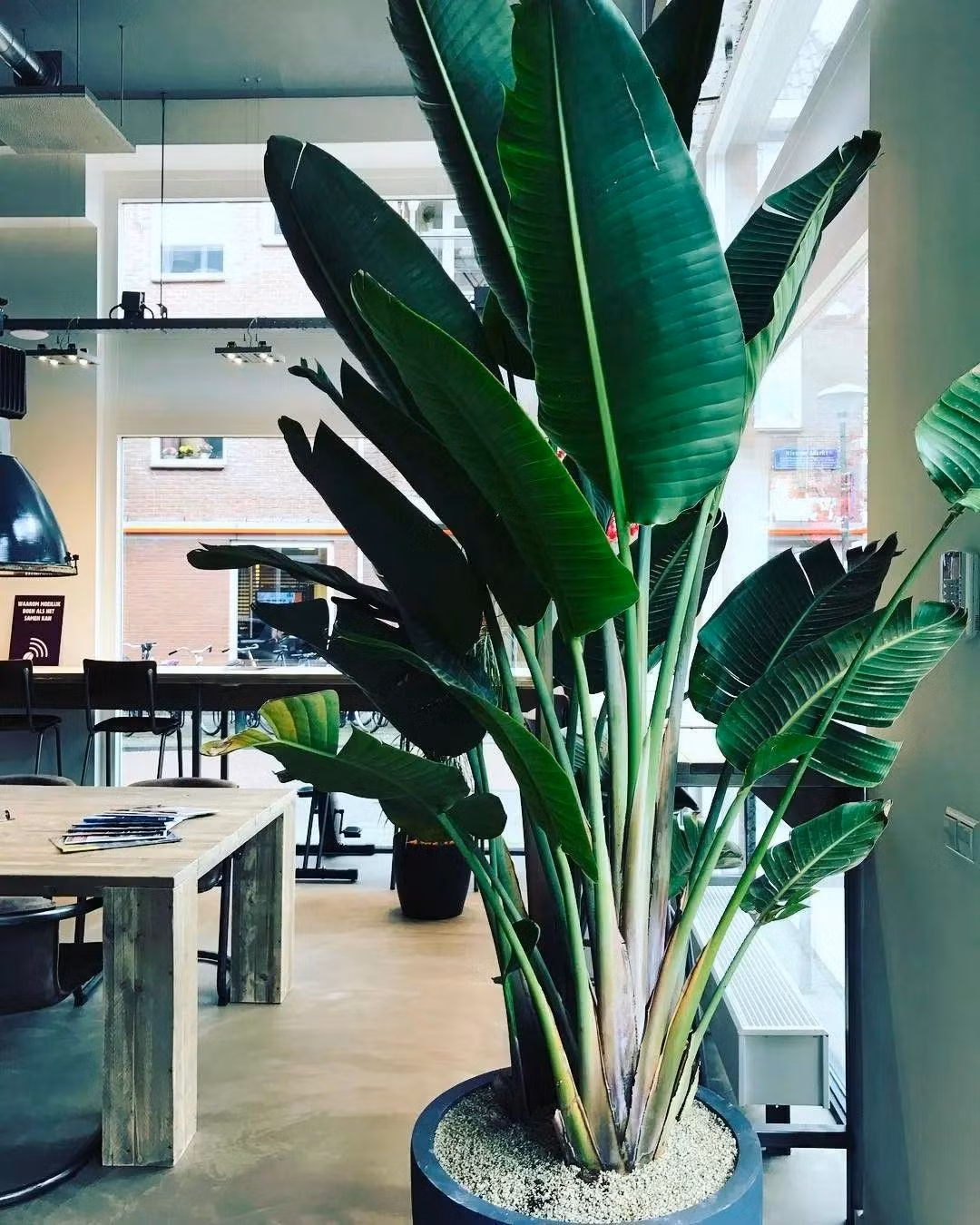  Cây cảnh này có nghĩa là cùng nhau bay lên, hạnh phúc và cát tường, là sự khao khát và theo đuổi một cuộc sống tốt đẹp hơn của con người. Đặt cây thiên điểu trong phòng khách không chỉ tạo thêm vẻ đẹp sang trọng mà còn tượng trưng cho sự hòa thuận, hạnh phúc trong gia đình.