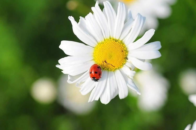 Vận may ngày 10/8: 3 con giáp tránh được phiền phức, bắt đầu son - Hình 2 Van may ngay 10/8: 3 con giap tranh duoc phien phuc, bat dau son-Hinh-2