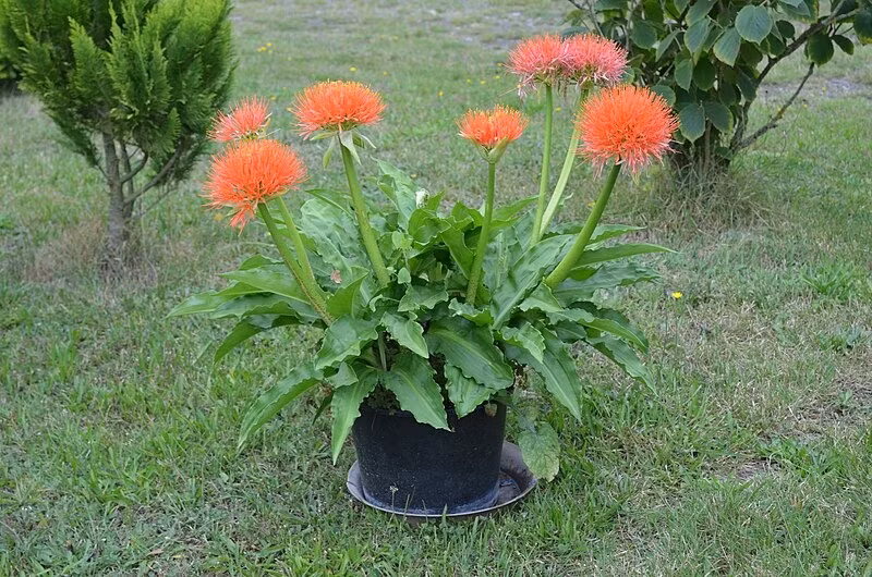 Loài hoa này còn được gọi là Hoa tháng 5 (May flower) vì nó nở và phát triển nhất trong tháng 5.