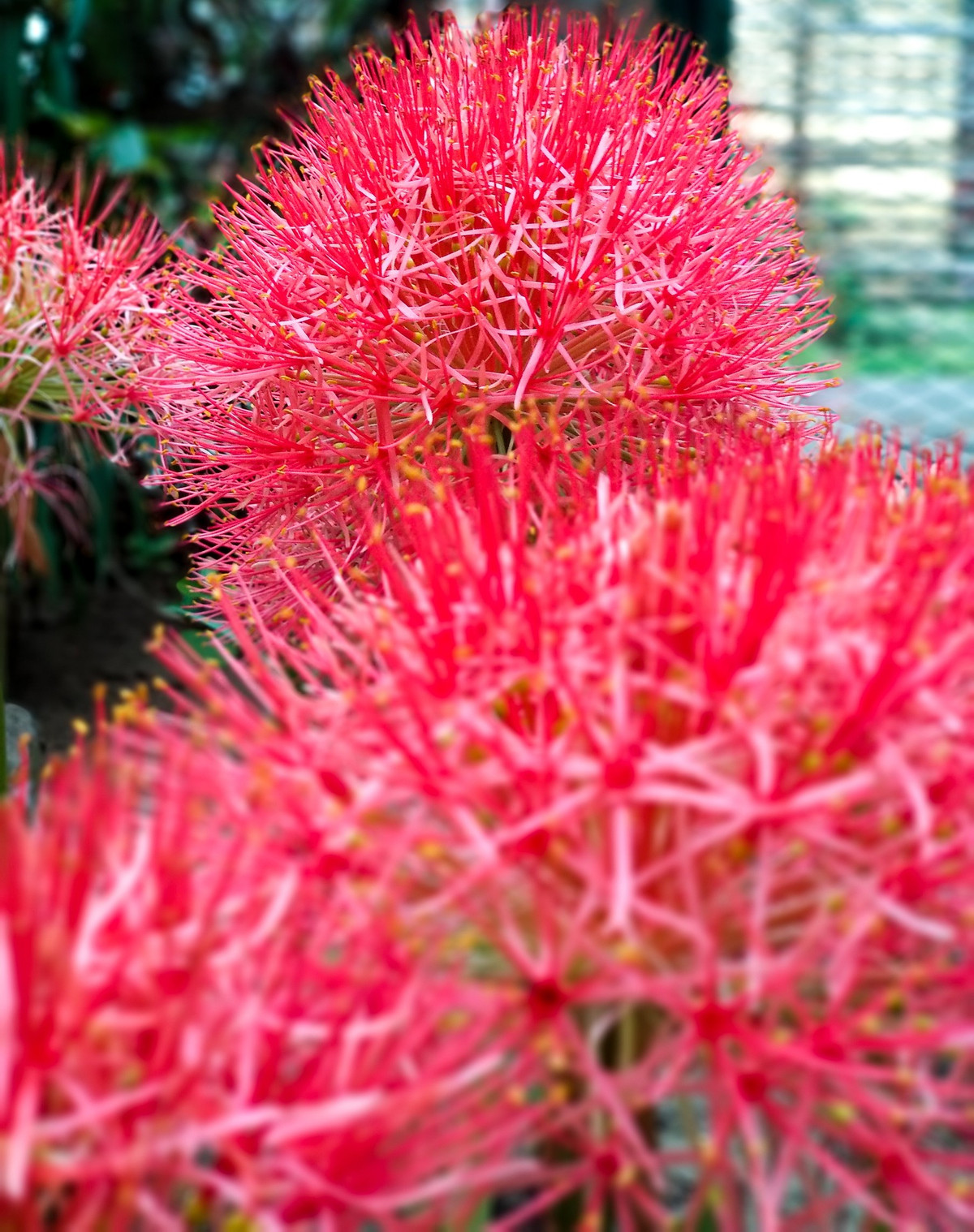 Cây cảnh pháo bông có họ hàng thân thích với hoa huệ, hoa ly nhưng hình dáng hoa lại có vẻ khác biệt. Tên khoa học của cây cảnh này là Scadoxus multiflorus có nguồn gốc từ Châu Phi, thuộc họ Loa kèn đỏ (Amaryllidaceae). Ảnh minh họa Toutiao 