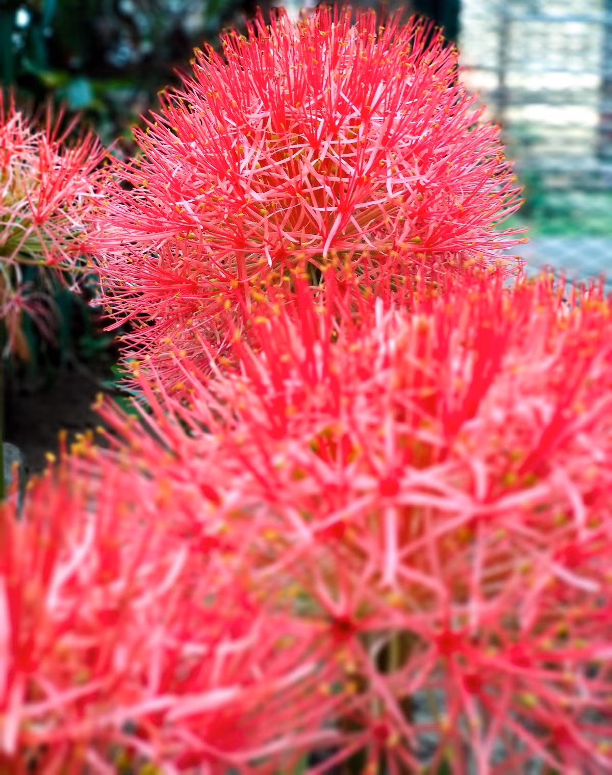 Cây cảnh pháo bông có họ hàng thân thích với hoa huệ, hoa ly nhưng hình dáng hoa lại có vẻ khác biệt. Tên khoa học của cây cảnh này là Scadoxus multiflorus có nguồn gốc từ Châu Phi, thuộc họ Loa kèn đỏ (Amaryllidaceae). Ảnh minh họa Toutiao 