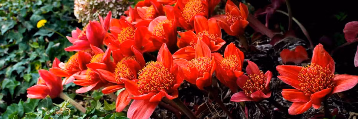 Đảm bảo cung cấp đủ độ ẩm vì không khí trong nhà có xu hướng khô hơn điều kiện phát triển thông thường của cây cảnh.