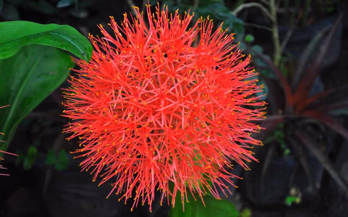  Ý nghĩa cả cây cảnh pháo bông: Ngôn ngữ hoa của hoa pháo bông là trang trọng và sung túc. Hoa dày đặc hình cầu rất đẹp khi được đặt cạnh nhau, có giá trị làm cảnh lớn. Tên gọi pháo bông hay hồng tú cầu có màu sắc tươi sáng và rực rỡ, tượng trưng cho sự tái sinh, mang đến nhiều may mắn trong cuộc sống hằng ngày. Ảnh minh họa planticulous 