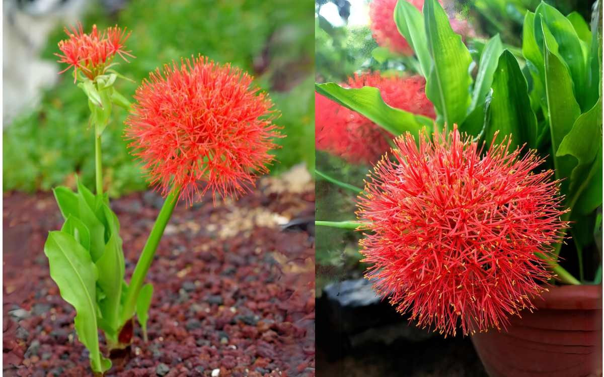 Do đó, khi trồng cây cảnh này, bạn cần thận trọng khi trồng và chăm sóc, không để nhựa cây dính vào mắt hoặc ăn phải.