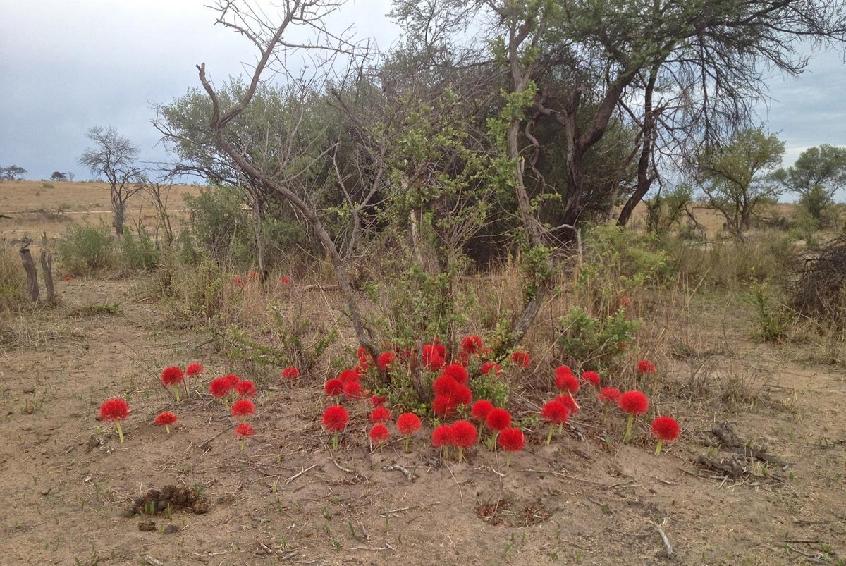 Thời vụ của hoa hồng tú cầu từ tháng 4 đến tháng 8. Hoa có độ tươi lâu bền, kéo dài từ 5 – 10 ngày. Những bông hoa này bùng nổ từ cảnh quan và thu hút ong, bướm và chim. Cây hoa huệ máu tạo ra quả mọng màu đỏ vào mùa thu. Ảnh minh họa Zambia