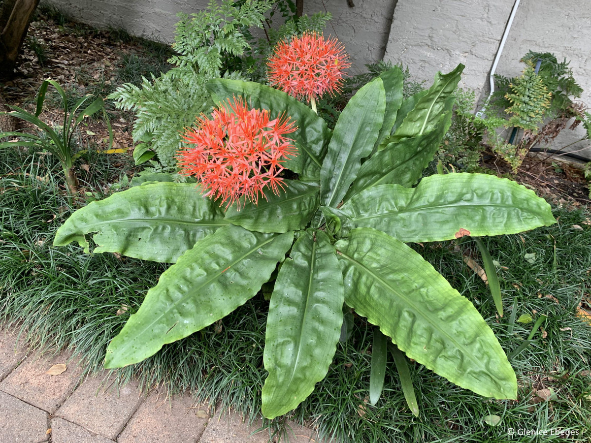 Nếu cây cảnh trồng trong chậu, hãy di chuyển chậu vào trong nhà và giữ nó làm cây trồng trong nhà trong mùa đông. Ảnh minh họa southernbulbs