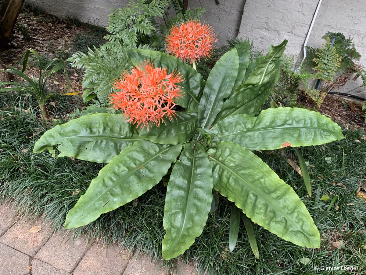 Nếu cây cảnh trồng trong chậu, hãy di chuyển chậu vào trong nhà và giữ nó làm cây trồng trong nhà trong mùa đông. Ảnh minh họa southernbulbs