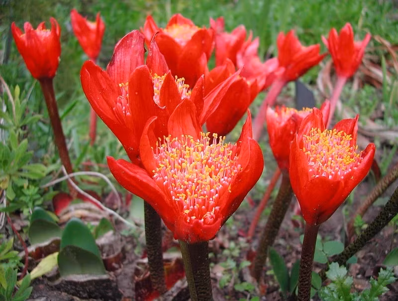  Là một loài loa kèn, cây cảnh này mọc lên từ hệ củ nằm dưới đất và mỗi năm chỉ nở hoa 1 lần. Cây cảnh này là loài cây thân thảo, thân cây khá mềm và xốp. Ảnh minh họa strangewonderfulthings