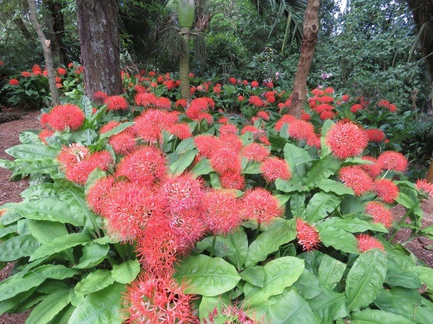  Cây cảnh này có rất nhiều tên gọi dân dã theo trí tưởng tượng khi người ta nhìn thấy loài hoa này như Blood Lily (huệ máu), huệ máu Châu Phi (African Blood Lily), huệ cầu lửa (Fireball Lily), hoa huệ bóng đá (Football Lily flower).... Ảnh minh họa jury