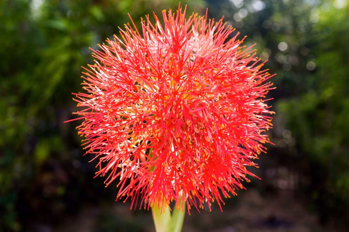 Tại Việt Nam loài hoa này cũng có nhiều tên gọi như hoa máu hoặc huyết hoa, hoa quốc khánh, hồng tú cầu, pháo bông... Ảnh minh họa southern 