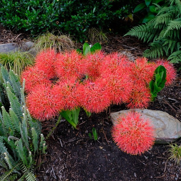 Lá cây có màu xanh đậm, giống màu của nhánh cây. Lá cây có hình lưỡi mác, phình to ở giữa và thon nhọn dần về phần đầu. Ảnh minh họa plantdelights 