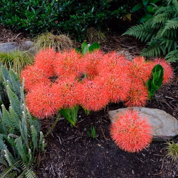 Lá cây có màu xanh đậm, giống màu của nhánh cây. Lá cây có hình lưỡi mác, phình to ở giữa và thon nhọn dần về phần đầu. Ảnh minh họa plantdelights 