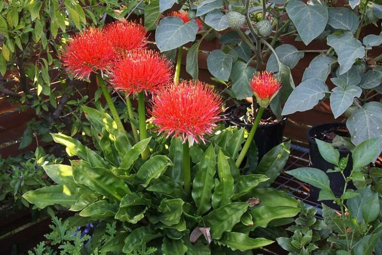 Có nguồn gốc từ Châu Phi, nơi có khí hậu nắng nóng và cằn cỗi nhất trên thế giới nên cây cảnh này có sức sống mãnh liệt, phù hợp với khí hậu nóng và không ưa môi trường lạnh như ở Việt Nam. Ảnh minh họa Gardenia 