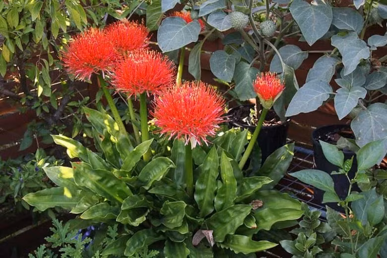 Có nguồn gốc từ Châu Phi, nơi có khí hậu nắng nóng và cằn cỗi nhất trên thế giới nên cây cảnh này có sức sống mãnh liệt, phù hợp với khí hậu nóng và không ưa môi trường lạnh như ở Việt Nam. Ảnh minh họa Gardenia 