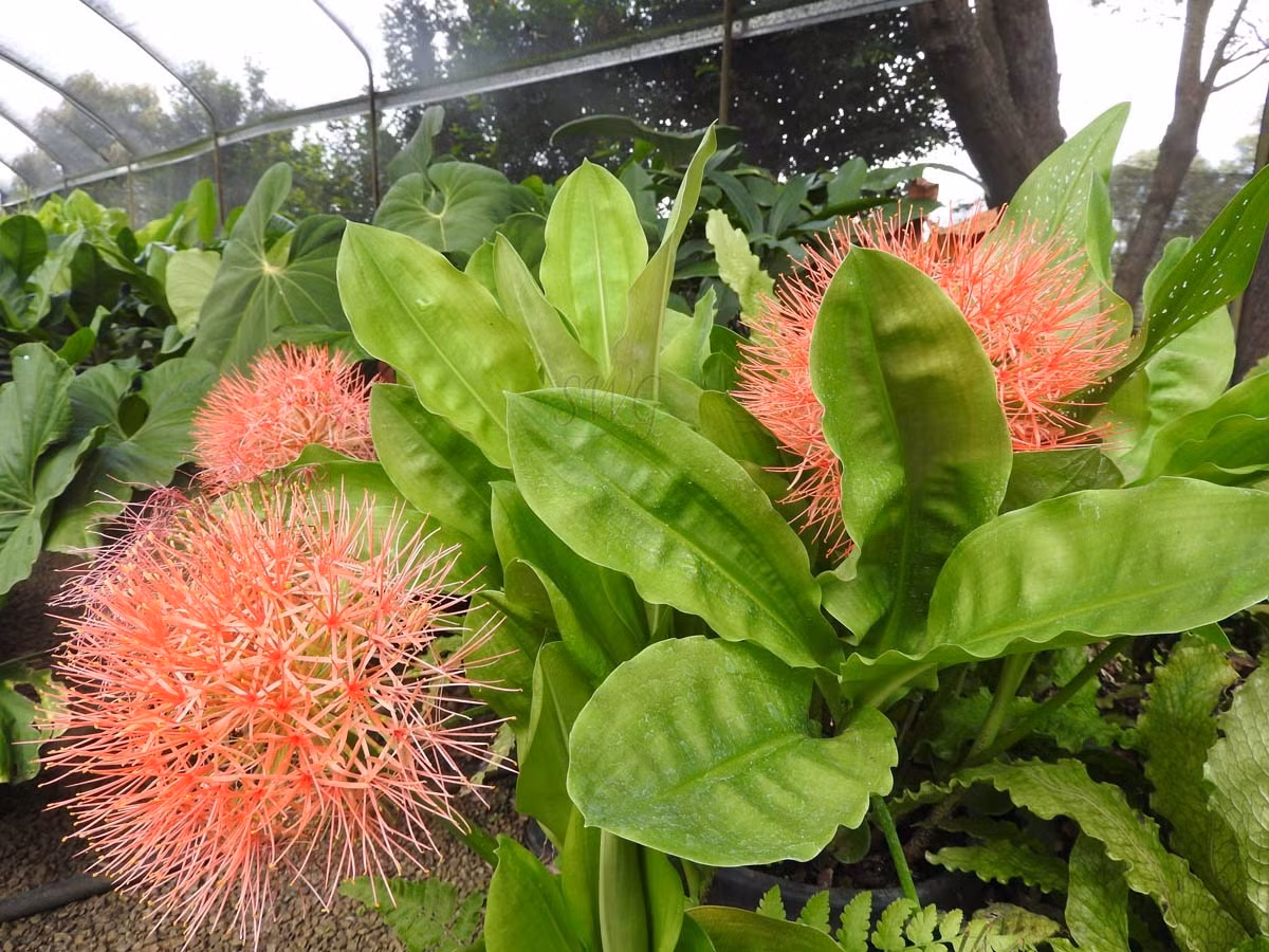  Những chiếc lá bán mọng nước màu xanh tươi có thể xuất hiện khi cây đang nở hoa, nhưng những chiếc lá này cũng có thể xuất hiện muộn hơn. Cây hoa huệ máu tạo ra quả mọng màu đỏ vào mùa thu. Ảnh minh họa suncoasttropicals