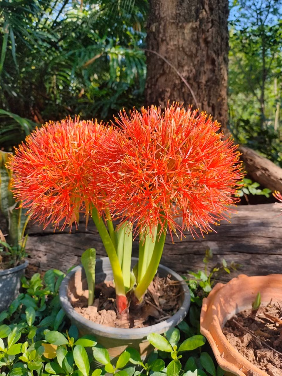 Cây hồng tú cầu là một cây thường xanh, sống lâu năm. Mỗi năm, loài cây này mọc ra từ 9 – 10 chiếc lá mới.