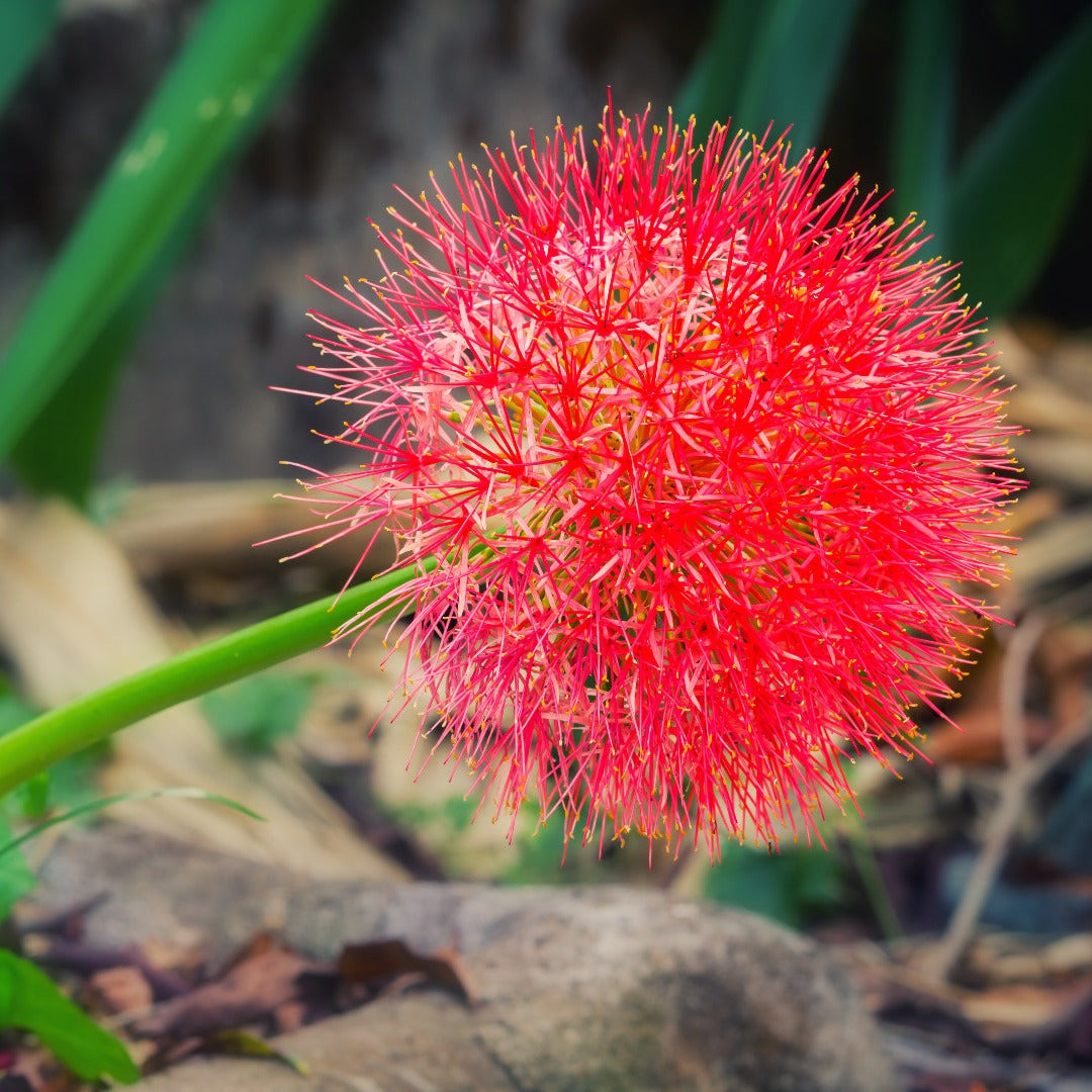  Chùm hoa pháo bông tròn xoe và nở bung giống như pháo hoa, cũng giống như trái bóng hay quả cầu lửa rực rỡ. Màu hoa của chúng tươi đỏ như màu máu. Nhìn xa, chúng cũng giống như những giọt máu rơi trên nên lá xanh, cực kỳ ấn tượng. Ảnh minh họa allthatgrows