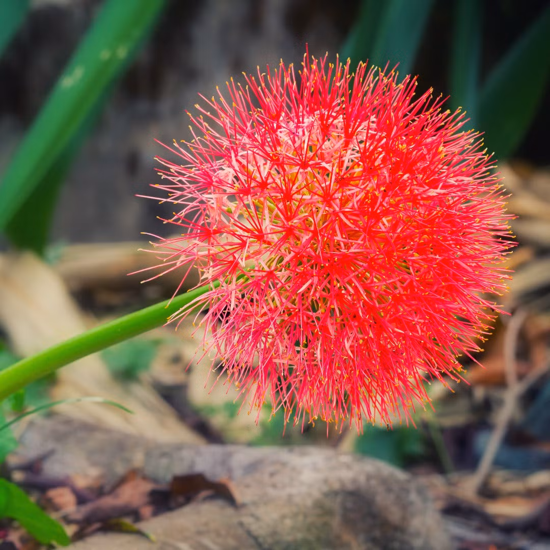  Chùm hoa pháo bông tròn xoe và nở bung giống như pháo hoa, cũng giống như trái bóng hay quả cầu lửa rực rỡ. Màu hoa của chúng tươi đỏ như màu máu. Nhìn xa, chúng cũng giống như những giọt máu rơi trên nên lá xanh, cực kỳ ấn tượng. Ảnh minh họa allthatgrows