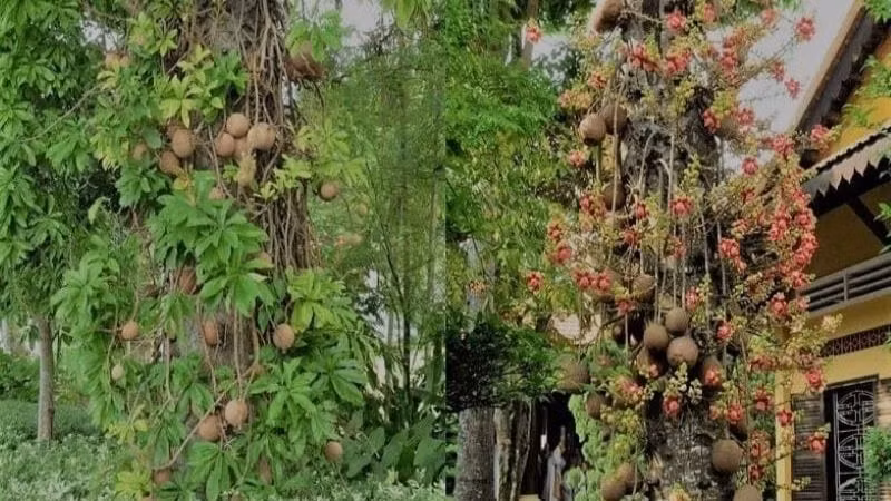 Trước nhà 5 cây không thể chặt, nếu không muốn tán tài, phá sản - Hình 12 Truoc nha 5 cay khong the chat, neu khong muon tan tai, pha san-Hinh-12