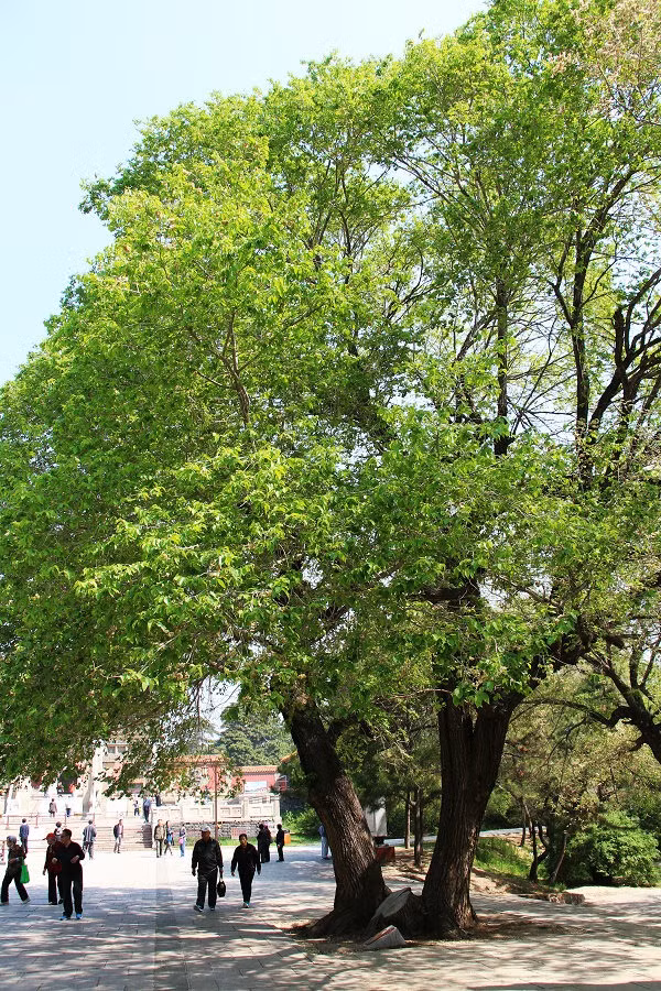 Trước nhà 5 cây không thể chặt, nếu không muốn tán tài, phá sản - Hình 6 Truoc nha 5 cay khong the chat, neu khong muon tan tai, pha san-Hinh-6