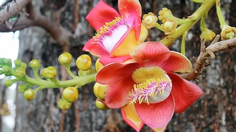 Trước nhà 5 cây không thể chặt, nếu không muốn tán tài, phá sản - Hình 11 Truoc nha 5 cay khong the chat, neu khong muon tan tai, pha san-Hinh-11