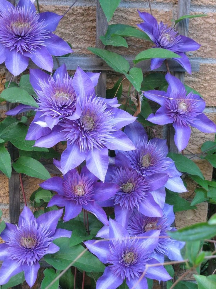 Cùng với hoa hồng và cẩm tú cầu, cây cảnh ông lão (Clematis) được coi là "tam bảo của khu vườn" rất được người yêu cây cảnh ưa chuộng.