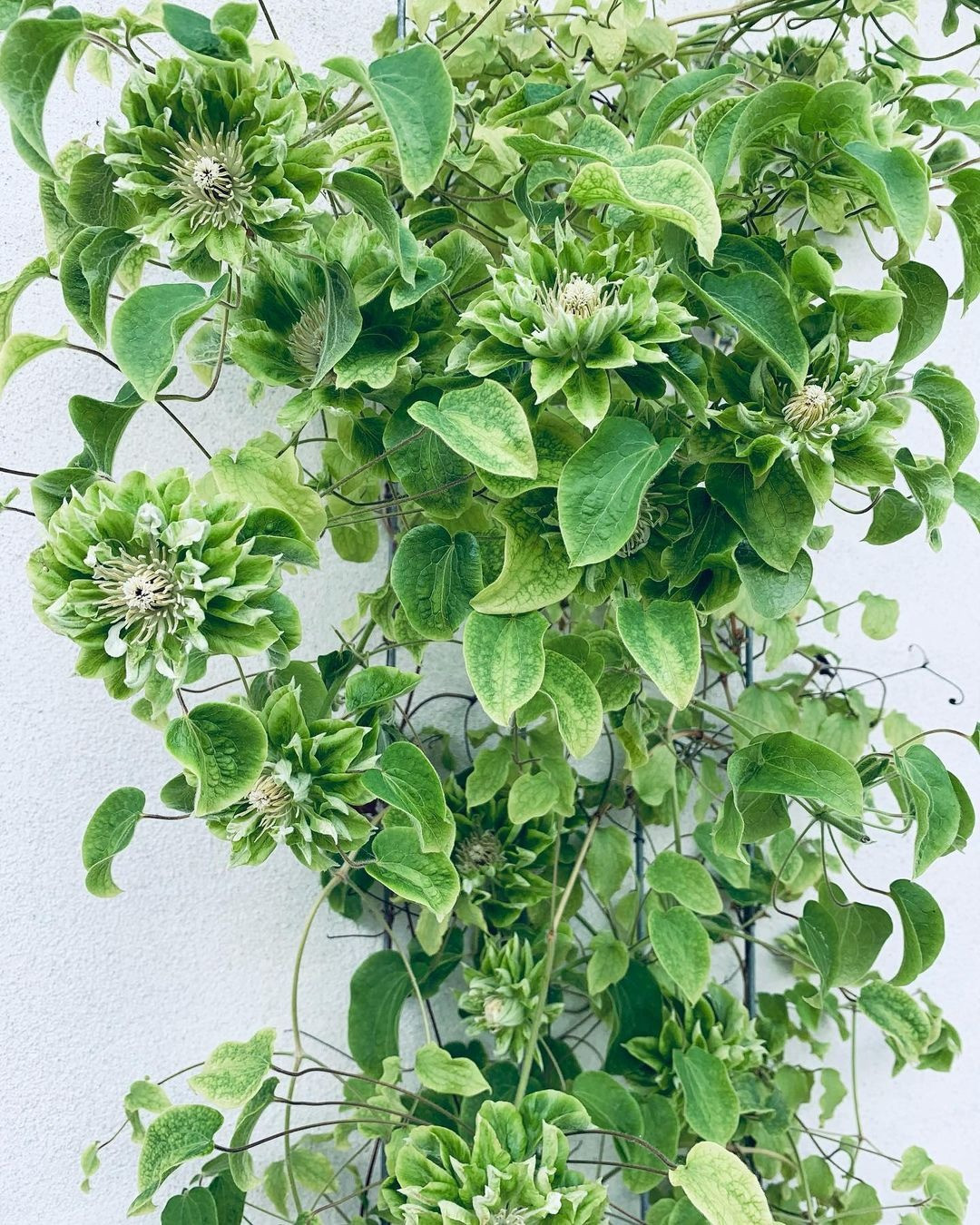  Cây cảnh này nở hoa nhiều, rất dễ chăm sóc, ít sâu bệnh. Ngay cả bạn không cắt tỉa hoặc bón phân, nó vẫn nở hoa liên tục. Đây thực sự là loài "hoa lười" dành cho những người ít có thời gian chăm sóc hoặc mới "nhập môn".