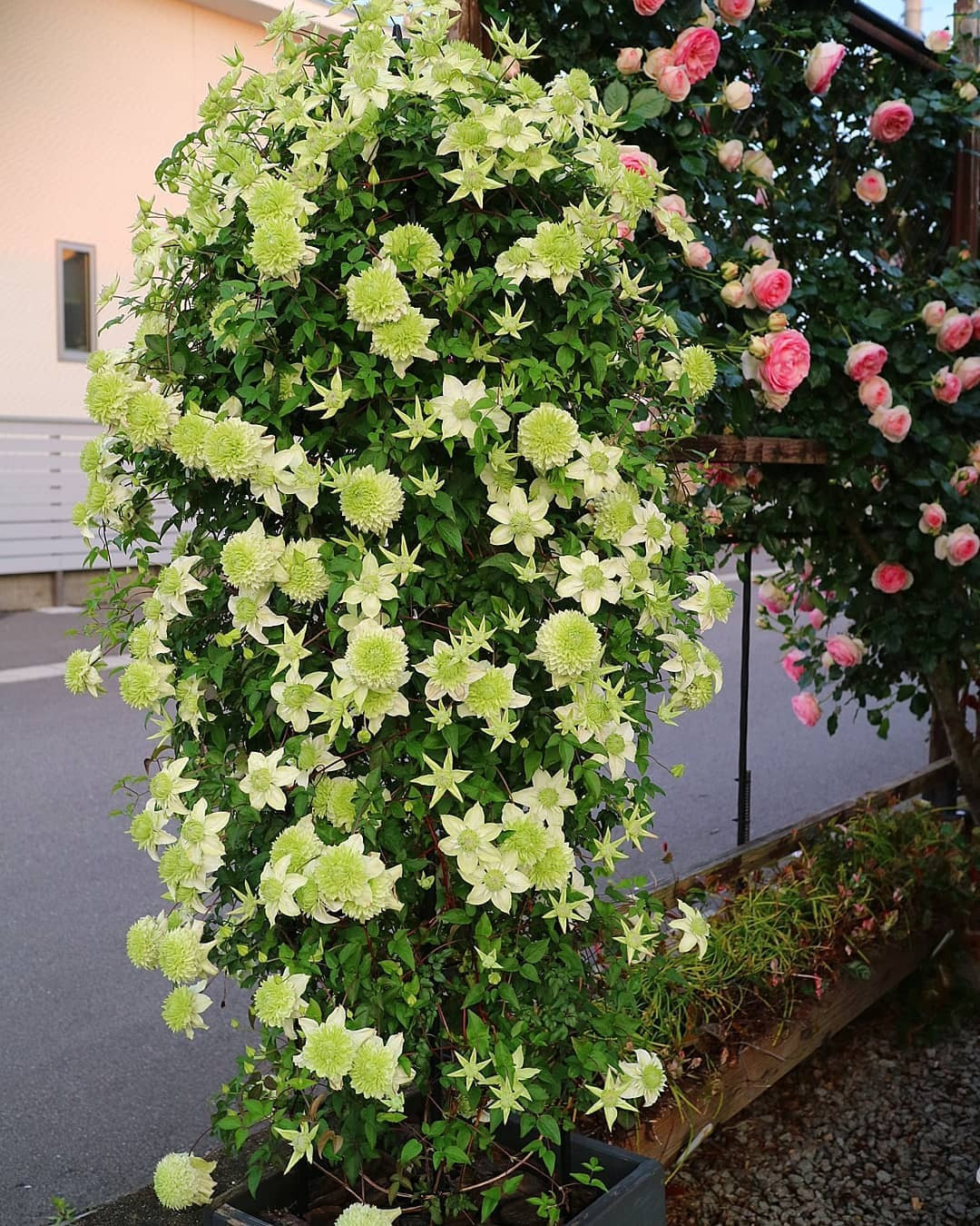 br/> Cây cảnh có thể được trồng trong môi trường đầy nắng hoặc nửa bóng râm. Nó chịu được bóng râm rất tốt, nhưng nó thích những nơi ấm áp và đầy nắng.