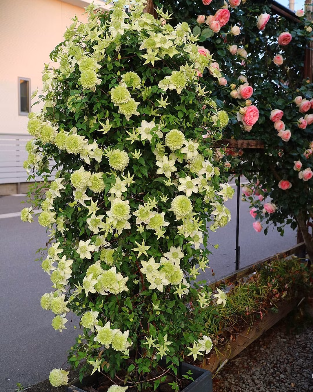 br/> Cây cảnh có thể được trồng trong môi trường đầy nắng hoặc nửa bóng râm. Nó chịu được bóng râm rất tốt, nhưng nó thích những nơi ấm áp và đầy nắng.