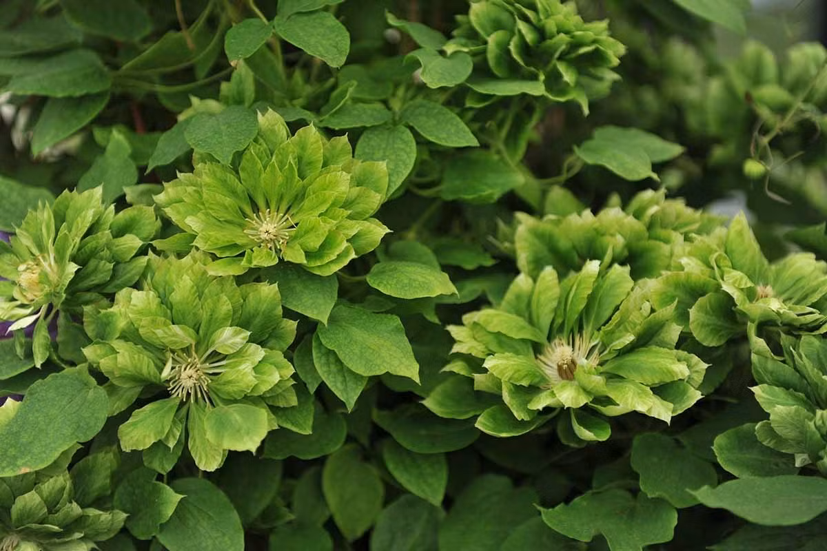 Cây cảnh này xứng đáng được mệnh danh là "nữ hoàng của các cây thân leo" vì có khả năng leo giàn cực khỏe. Người ta có thể tạo hình đa dạng để cây cảnh leo lên, có thể trồng trong chậu, làm chậu treo, trồng làm hàng rào, làm mái vòm... Ảnh minh họa gardeners 