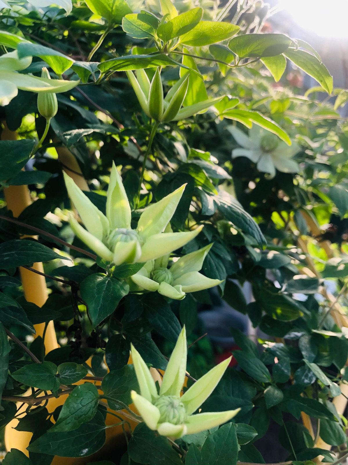 Cây cảnh ông lão xanh ngọc là một trong số ít loài cây có thể trồng ở ban công phía bắc nơi không đủ ánh nắng hoặc trong môi trường nửa bóng râm. Hình dạng và màu sắc hoa rất độc đáo và dễ chăm sóc, bạn nên thử trồng một cây nhé!