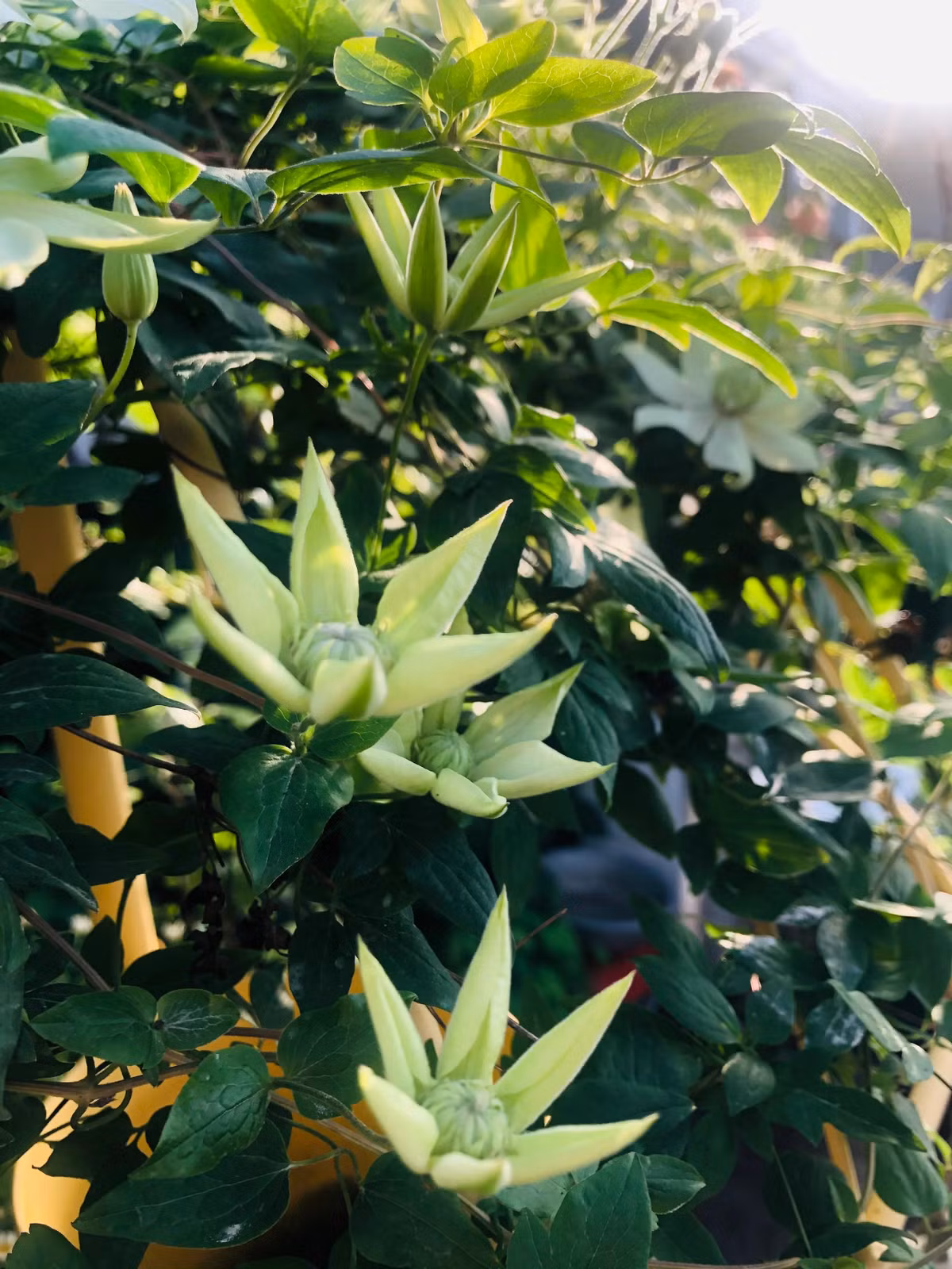 Cây cảnh ông lão xanh ngọc là một trong số ít loài cây có thể trồng ở ban công phía bắc nơi không đủ ánh nắng hoặc trong môi trường nửa bóng râm. Hình dạng và màu sắc hoa rất độc đáo và dễ chăm sóc, bạn nên thử trồng một cây nhé!